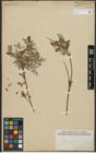 Foto von Salix repens subsp. repens L.